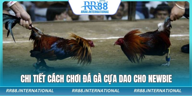 Chi tiết cách chơi đá gà cựa dao cho newbie