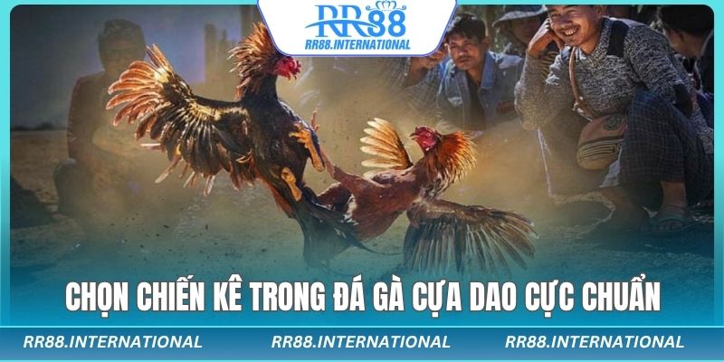Chọn chiến kê trong đá gà cựa dao cực chuẩn