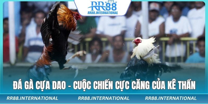 đá gà cựa giao cược là ăn cược là có tiền