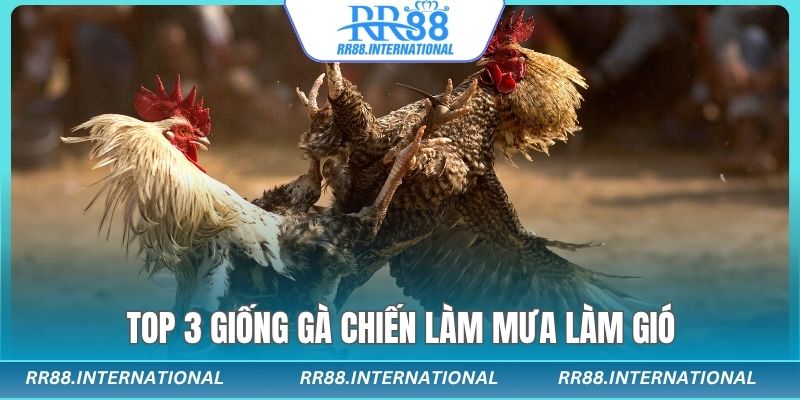 3 Giống gà hot nhất trong đá gà cựa dao