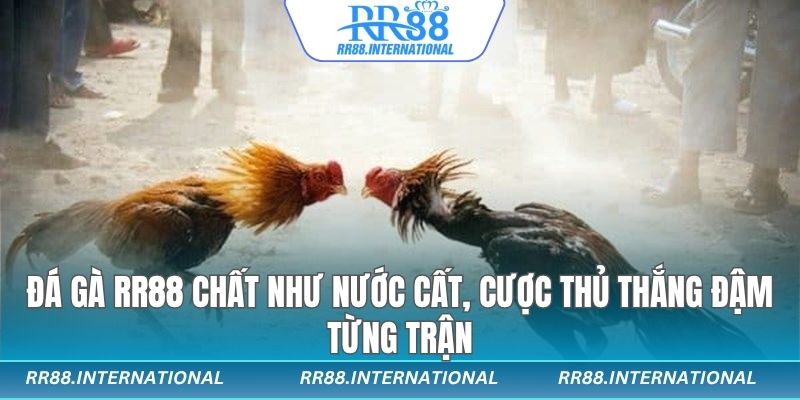 Đá gà rr88 cược là thắng 