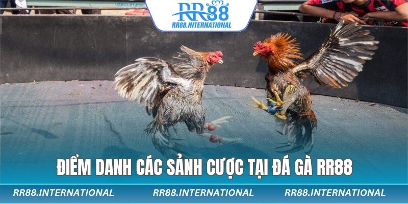 Điểm danh các sảnh cược tại đá gà RR88